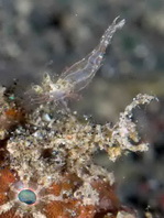 Antennatus nummifer - Antennarius  nummifer (Spotfin frogfish, coinbearing frogfish, whitefingered frogfish - Rückenfleck  Anglerfisch)