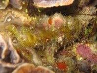 Antennatus nummifer - Antennarius 
        nummifer (Spotfin frogfish, coinbearing frogfish, whitefingered frogfish - Rückenfleck  Anglerfisch)