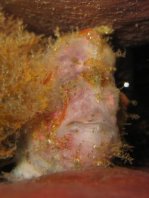 Antennatus nummifer - Antennarius 
        nummifer (Spotfin frogfish, coinbearing frogfish, whitefingered frogfish - Rückenfleck  Anglerfisch)