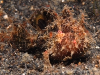 Rosy frogfish (Spiny-tufted Frogfish) - Antennatus rosaceus - Rosa Anglerfisch