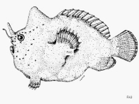 Antennatus strigatus (Bandtail frogfish - Gebänderter Schwanz Anglerfisch)