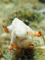 Antennatus tuberosus (Tuberculated Frogfish, Bandfin Frogfish, Pygmy Frogfish - Tuberkel Anglerfisch, Schwanzstreifen Anglerfisch, Pygmäen Anglerfisch)