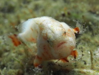 Antennatus tuberosus (Tuberculated Frogfish, Bandfin Frogfish, Pygmy Frogfish - Tuberkel Anglerfisch, Schwanzstreifen Anglerfisch, Pygmäen Anglerfisch)