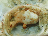 Antennatus tuberosus (Tuberculated Frogfish, Bandfin Frogfish, Pygmy Frogfish - Tuberkel Anglerfisch, Schwanzstreifen Anglerfisch, Pygmäen Anglerfisch)