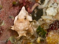 Antennatus tuberosus (Tuberculated Frogfish, Bandfin Frogfish, Pygmy Frogfish - Tuberkel Anglerfisch, Schwanzstreifen Anglerfisch, Pygmäen Anglerfisch)