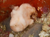 Antennatus tuberosus (Tuberculated Frogfish, Bandfin Frogfish, Pygmy Frogfish - Tuberkel Anglerfisch, Schwanzstreifen Anglerfisch, Pygmäen Anglerfisch)