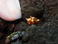 Antennatus tuberosus (Tuberculated Frogfish, Bandfin Frogfish, Pygmy Frogfish - Tuberkel Anglerfisch, Schwanzstreifen Anglerfisch, Pygmäen Anglerfisch)