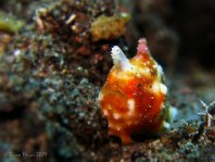 Antennatus tuberosus (Tuberculated Frogfish, Bandfin Frogfish, Pygmy Frogfish - Tuberkel Anglerfisch, Schwanzstreifen Anglerfisch, Pygmäen Anglerfisch)