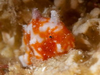 Antennatus tuberosus (Tuberculated Frogfish, Bandfin Frogfish, Pygmy Frogfish - Tuberkel Anglerfisch, Schwanzstreifen Anglerfisch, Pygmäen Anglerfisch)