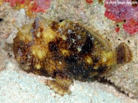 Antennatus tuberosus (Tuberculated Frogfish, Bandfin Frogfish, Pygmy Frogfish - Tuberkel Anglerfisch, Schwanzstreifen Anglerfisch, Pygmäen Anglerfisch)