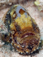 Antennatus tuberosus (Tuberculated Frogfish, Bandfin Frogfish, Pygmy Frogfish - Tuberkel Anglerfisch, Schwanzstreifen Anglerfisch, Pygmäen Anglerfisch)