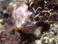 Antennatus tuberosus (Tuberculated Frogfish, Bandfin Frogfish, Pygmy Frogfish - Tuberkel Anglerfisch, Schwanzstreifen Anglerfisch, Pygmäen Anglerfisch)