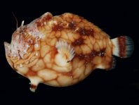 Antennatus tuberosus (Tuberculated Frogfish, Bandfin Frogfish, Pygmy Frogfish - Tuberkel Anglerfisch, Schwanzstreifen Anglerfisch, Pygmäen Anglerfisch)