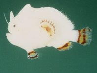 Antennatus tuberosus (Tuberculated Frogfish, Bandfin Frogfish, Pygmy Frogfish - Tuberkel Anglerfisch, Schwanzstreifen Anglerfisch, Pygmäen Anglerfisch)