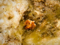 Antennatus tuberosus (Tuberculated Frogfish, Bandfin Frogfish, Pygmy Frogfish - Tuberkel Anglerfisch, Schwanzstreifen Anglerfisch, Pygmäen Anglerfisch)