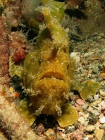 Fowlerichthys ocellatus - Antennarius ocellatus (Ocellated frogfish - Ocellus Anglerfisch) 