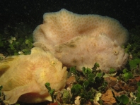 Fowlerichthys ocellatus - Antennarius ocellatus (Ocellated frogfish - Ocellus Anglerfisch) 