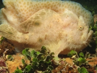 Fowlerichthys ocellatus - Antennarius ocellatus (Ocellated frogfish - Ocellus Anglerfisch) 