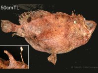 Fowlerichthys scriptissimus - Antennarius scriptissimus(Scripted Frogfish - "Gestrichelter" Anglerfisch) 