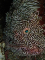 Fowlerichthys scriptissimus - Antennarius scriptissimus(Scripted Frogfish - "Gestrichelter" Anglerfisch) 