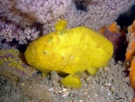 Bougainville's Frogfish, Smooth Angler - <em>Histiophryne bougainvilli</em> - Bougainville's Anglerfisch