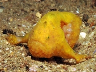 Bougainville's Frogfish, Smooth Angler - <em>Histiophryne bougainvilli</em> - Bougainville's Anglerfisch