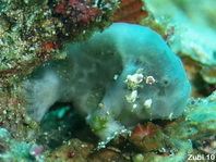 Histiophryne cryptacanthus (Cryptic Frogfish, Rodless frogfish - Verborgener Anglerfisch)