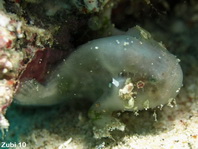 Cryptic Frogfish / Rodless frogfish - <em>Histiophryne cryptacanthus</em> - "Verborgener" Anglerfisch