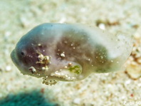 Cryptic Frogfish / Rodless frogfish - <em>Histiophryne cryptacanthus</em> - "Verborgener" Anglerfisch 