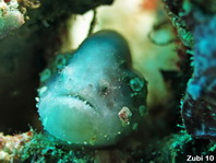 Cryptic Frogfish / Rodless frogfish - <em>Histiophryne cryptacanthus</em> - "Verborgener" Anglerfisch