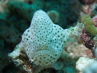 Histiophryne cryptacanthus (Cryptic Frogfish, Rodless frogfish - Verborgener Anglerfisch)