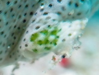 Histiophryne cryptacanthus (Cryptic Frogfish, Rodless frogfish - Verborgener Anglerfisch)