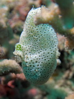 Histiophryne cryptacanthus (Cryptic Frogfish, Rodless frogfish - Verborgener Anglerfisch)