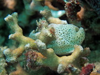 Histiophryne cryptacanthus (Cryptic Frogfish, Rodless frogfish - Verborgener Anglerfisch)