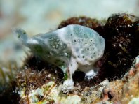 Cryptic Frogfish / Rodless frogfish - <em>Histiophryne cryptacanthus</em> - "Verborgener" Anglerfisch 