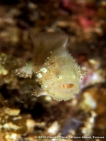 Cryptic Frogfish / Rodless frogfish - <em>Histiophryne cryptacanthus</em> - "Verborgener" Anglerfisch