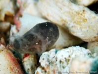 Cryptic Frogfish / Rodless frogfish - <em>Histiophryne cryptacanthus</em> - "Verborgener" Anglerfisch