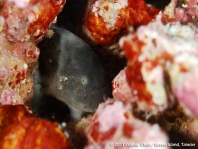 Cryptic Frogfish / Rodless frogfish - <em>Histiophryne cryptacanthus</em> - "Verborgener" Anglerfisch 