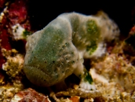 Cryptic Frogfish / Rodless frogfish - <em>Histiophryne cryptacanthus</em> - "Verborgener" Anglerfisch 