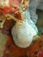 Cryptic Frogfish / Rodless frogfish - <em>Histiophryne cryptacanthus</em> - "Verborgener" Anglerfisch