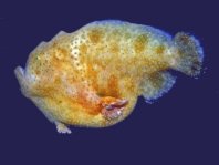 Cryptic Frogfish / Rodless frogfish - <em>Histiophryne cryptacanthus</em> - "Verborgener" Anglerfisch 