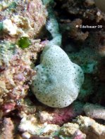 Cryptic Frogfish / Rodless frogfish - <em>Histiophryne cryptacanthus</em> - "Verborgener" Anglerfisch 