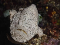 Cryptic Frogfish / Rodless frogfish - <em>Histiophryne cryptacanthus</em> - "Verborgener" Anglerfisch 