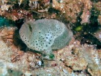 Cryptic Frogfish / Rodless frogfish - <em>Histiophryne cryptacanthus</em> - "Verborgener" Anglerfisch 