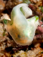 Cryptic Frogfish / Rodless frogfish - <em>Histiophryne cryptacanthus</em> - "Verborgener" Anglerfisch 