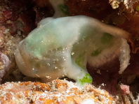 Cryptic Frogfish / Rodless frogfish - <em>Histiophryne cryptacanthus</em> - "Verborgener" Anglerfisch 