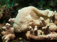 Cryptic Frogfish / Rodless frogfish - <em>Histiophryne cryptacanthus</em> - "Verborgener" Anglerfisch 