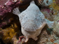 Cryptic Frogfish / Rodless frogfish - <em>Histiophryne cryptacanthus</em> - "Verborgener" Anglerfisch 