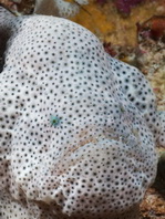 Cryptic Frogfish / Rodless frogfish - <em>Histiophryne cryptacanthus</em> - "Verborgener" Anglerfisch 