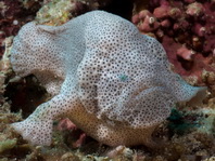 Cryptic Frogfish / Rodless frogfish - <em>Histiophryne cryptacanthus</em> - "Verborgener" Anglerfisch 